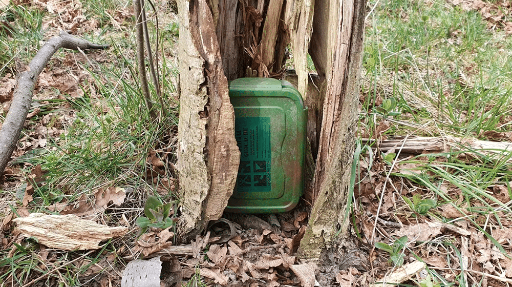 En grøn geocache-boks gemt inde i en flækket træstamme omgivet af græs og nedfaldne blade.